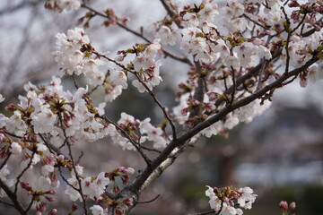 桜