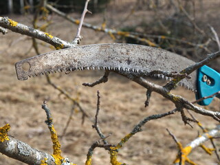 Hand saw for cutting branches. Pruning of fruit trees. Seasonal works in the garden