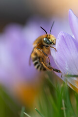 bee on a flower