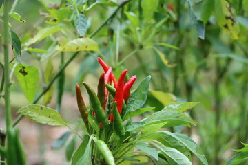 収穫前の赤唐辛子