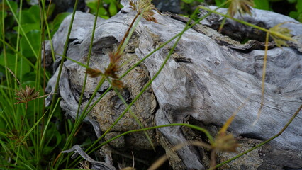 fossilized wood texture