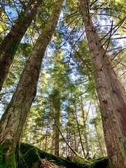 Forest walking trail, where you can admire nature, not only beautiful mature trees you will also find green ferns and mosses. 