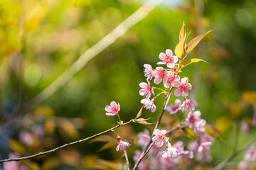 Sakura flowers blooming blossom in Chiang Mai, Thailand