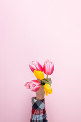 Tulips in a man's hand on a pink background. Concept, mockup tamplate card, gift for a girl. Copy space.