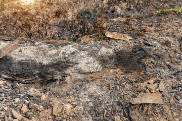 Burnt tree stump at the rice field after harvest, Thailand.