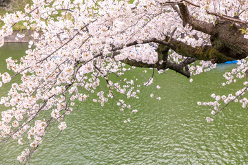 Obraz na płótnie Canvas 千鳥ヶ淵公園の桜