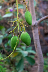 green olives on tree