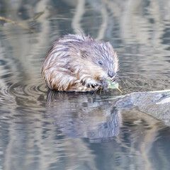 Muskrat eating a leaf in Marsh, showing its long claws. Palo Alto Baylands, Santa Clara County, California, USA.