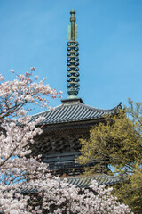 ソメイヨシノと清水寺三重塔（島根県安来市）