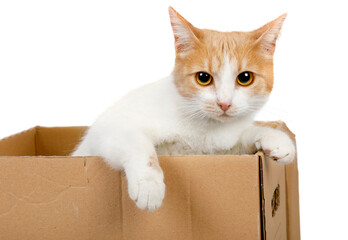Large red and white cat climbed into a cardboard box