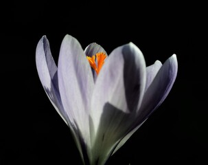 White Crocus with black background