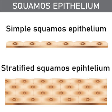Scientific and medical illustration of the epithelium structure types, cells of simple and stratified squamos epithelium.
