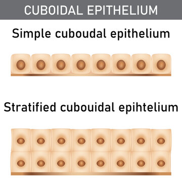 Scientific and medical illustration of the epithelium structure types, cells of simple and stratified cuboidal epithelium.