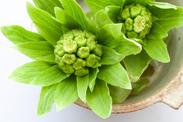 器に入った2つのフキノトウ