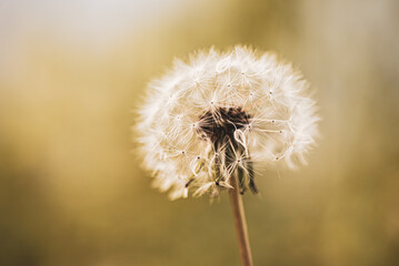 A Dandelion Flower Blooming in Spring in Japan, Natural and Floral Image, Nobody