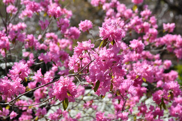 吉野ツツジ　花模様