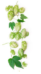 Naklejka premium Fresh green hop branch, isolated on a white background. Hop cones for making beer and bread.