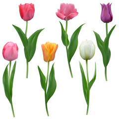 Set of colorful Tulips with leaves isolated on a transparent background. Realistic mesh vector illustration for any festive design, posters and cards with live spring flowers.