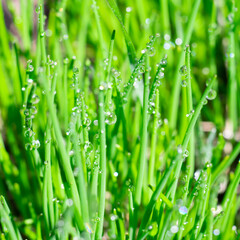 Fototapeta na wymiar Square format extremely close up view of shiny water drops with sparkles on juicy long and thin green grass leaves. Botanical layout for text