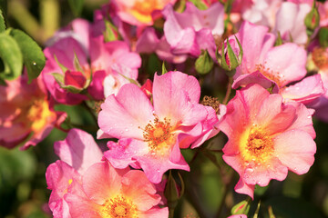 park rose-cattail grows in the garden in summer