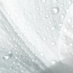 Square format. White rose petal with many shining water droplets on sun