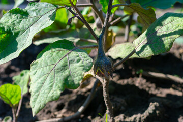 Small eggplant vegetable is growing on garden bed. Gardening and harvesting aubergine at countryside