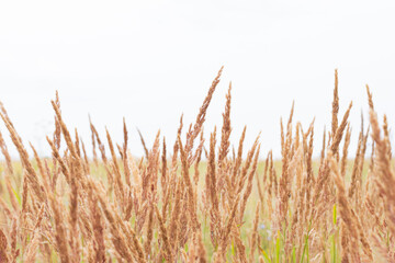 Field of bushgrass as silo for animal feeding.Botanical background with tranquil meadow