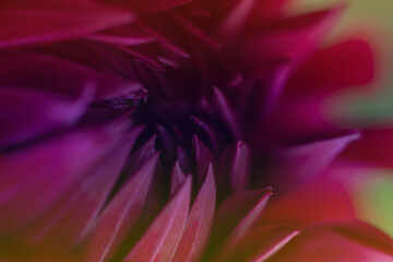 Gradient filter close up photo of dahlia flower center core. Botanical floral backdrop