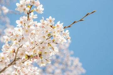 Obraz premium 満開の桜（島根県安来市清水寺）