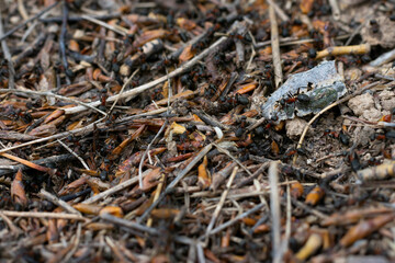 Many black wild ants running an a rush on ground, macro photo of fauna.