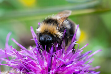 Striped bumblebee is sitting on lilac colored thistle flower and collecting pollen. Extreme close up macro photo view