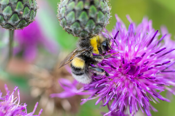 Striped black and yellow bumblebee is gathering pollen from bright lilac colored flower of thistle