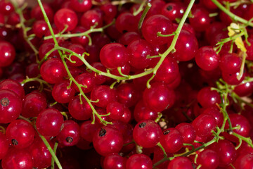 Ripe raw red currant berries on bright sun. Summer vegetarian food pattern. Harvesting and gardening berries