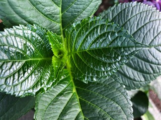 close up of green leaves