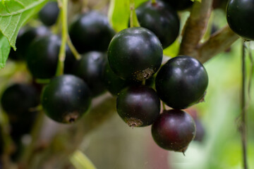 Ripe black currant berries hanging on branch of berry bush in the garden, cultivatian of berries, vegetarian food
