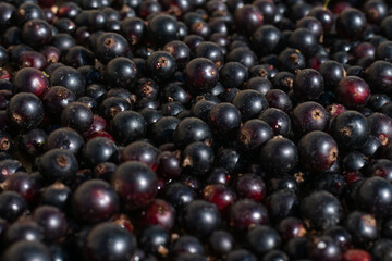 Season vegetarian berries. Many freshly washed and picked black currants on bright summer sunlight