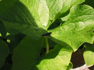 A small beetle sits on a leaf on a summer day