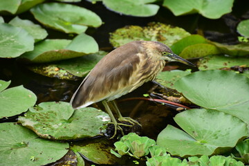bird on a lotus leaf