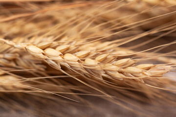 wheat ears close-up, copy space, use as background
