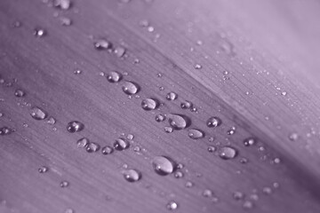 Purple toned wide leaf with water drops on it