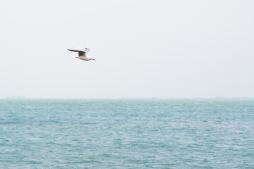 Seagull in flight over the sea
