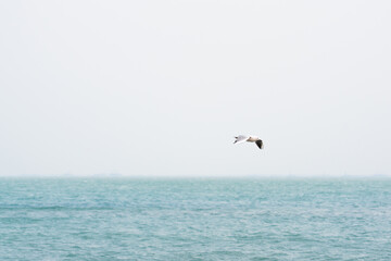 Fototapeta na wymiar Seagull in flight over the sea