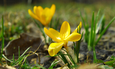 Kolorowe, kwitnące, krokusy w słońcu, wiosną