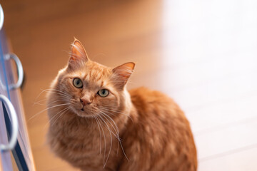 見つめる猫　茶トラ猫