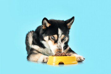 Cute dog eating food from bowl on color background