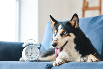 Cute dog with alarm clock on sofa at home