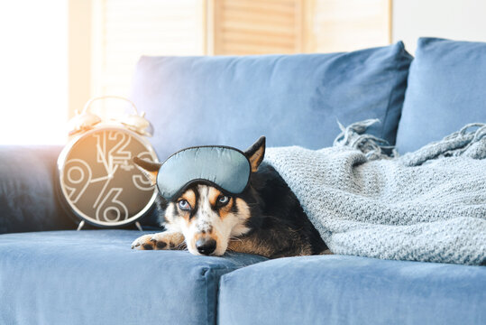 Cute Dog With Alarm Clock And Sleep Mask On Sofa At Home