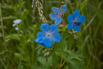 blue flowers in the garden