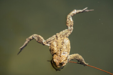 frog swimming in a pond