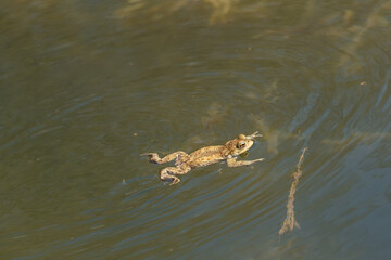 frog swimming in a pond